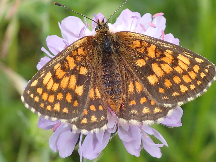 Melitaea athalia - közönséges tarkalepke