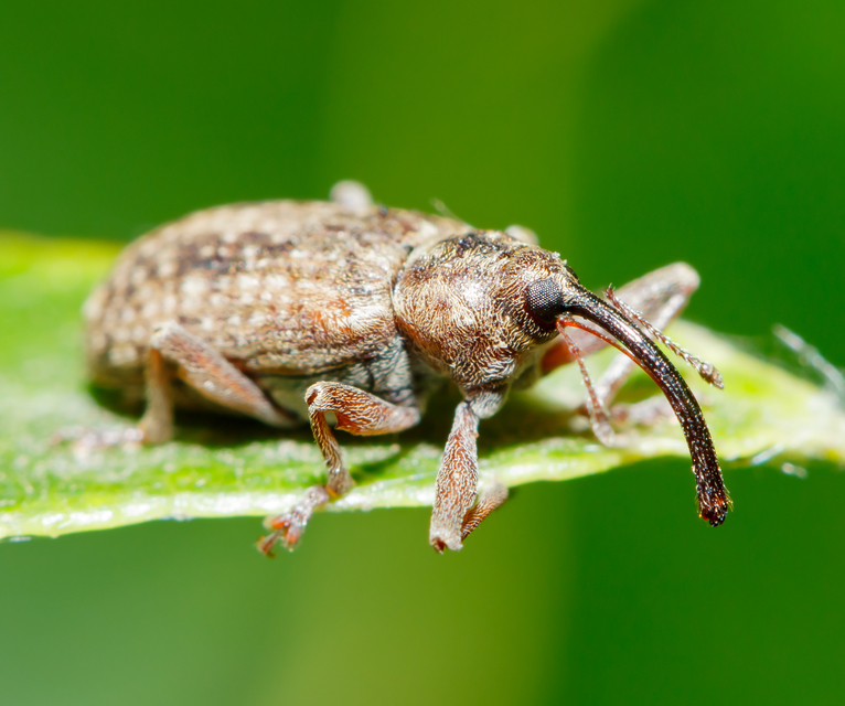 Dorytomus longimanus - kétalakú hangormányos