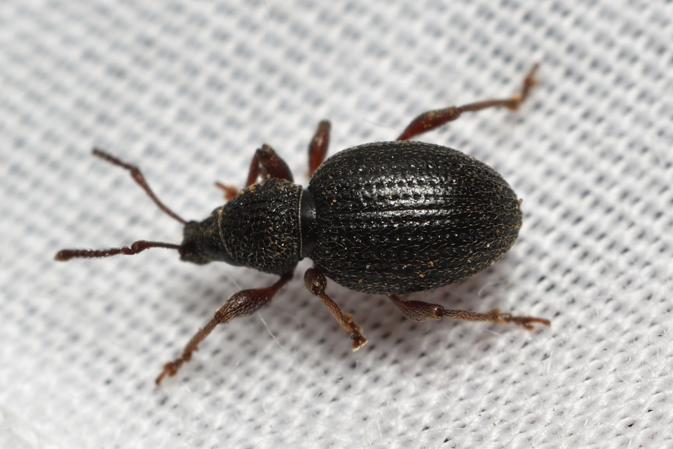 Otiorhynchus ovatus - apró gyalogormányos