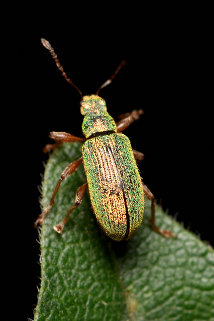 Polydrusus pterygomalis - púposfejű lombormányos