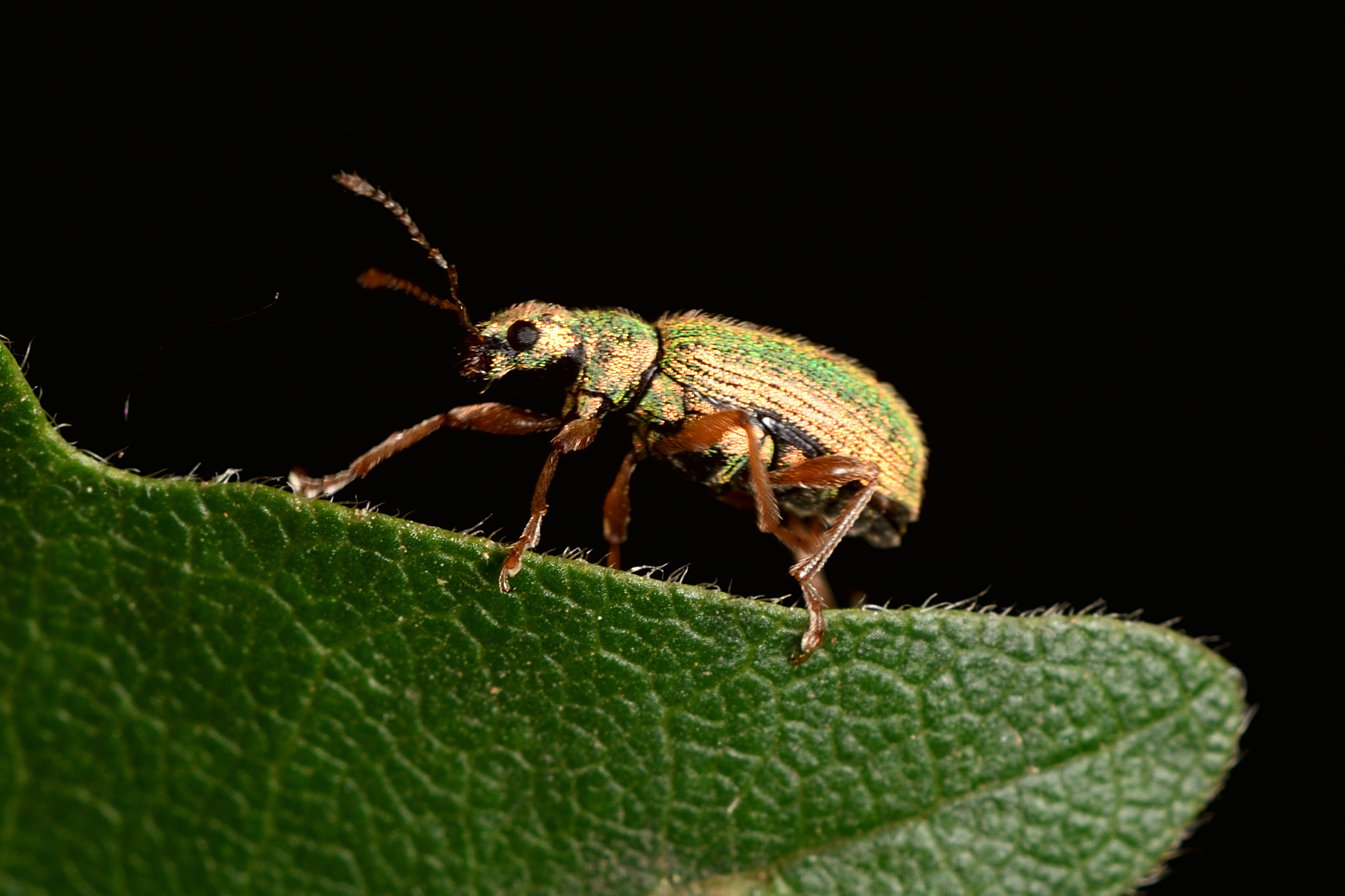 Polydrusus pterygomalis - púposfejű lombormányos