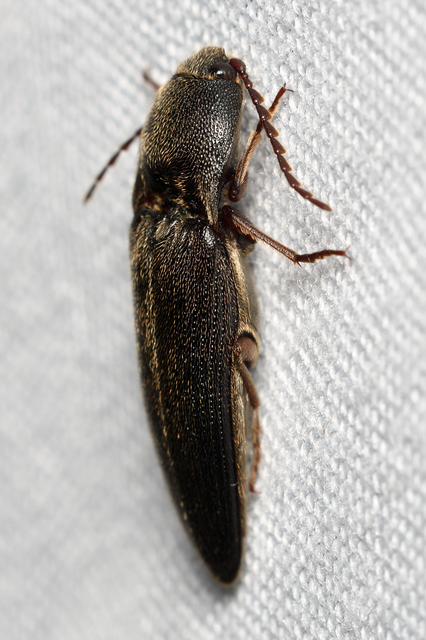 Melanotus crassicollis - vállas gyászpattanó