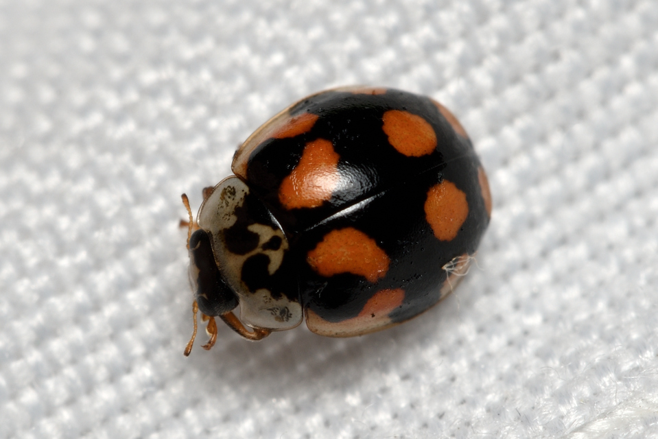 Adalia decempunctata - tízpettyes katica