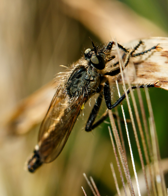 Dysmachus