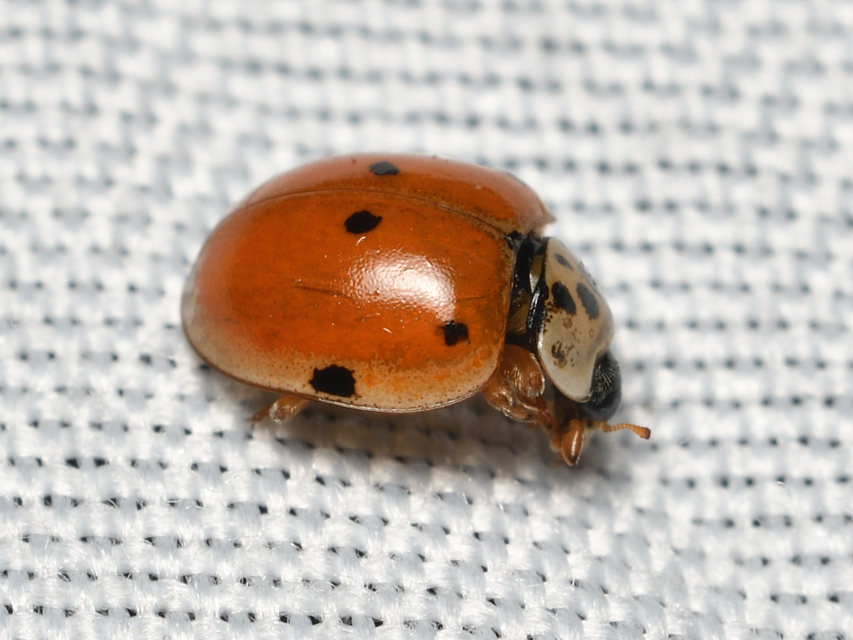 Adalia decempunctata - tízpettyes katica
