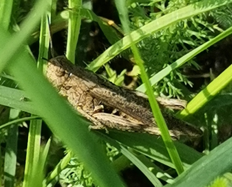 Chorthippus (Glyptobothrus) (subgenus)