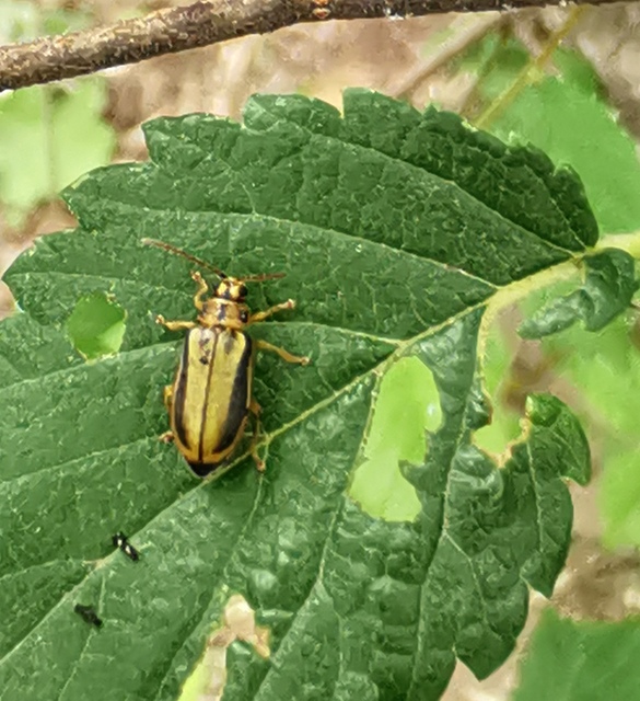 Xanthogalerucella luteola - szilfa-olajosbogár