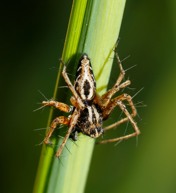 Oxyopes heterophthalmus - homoki hiúzpók