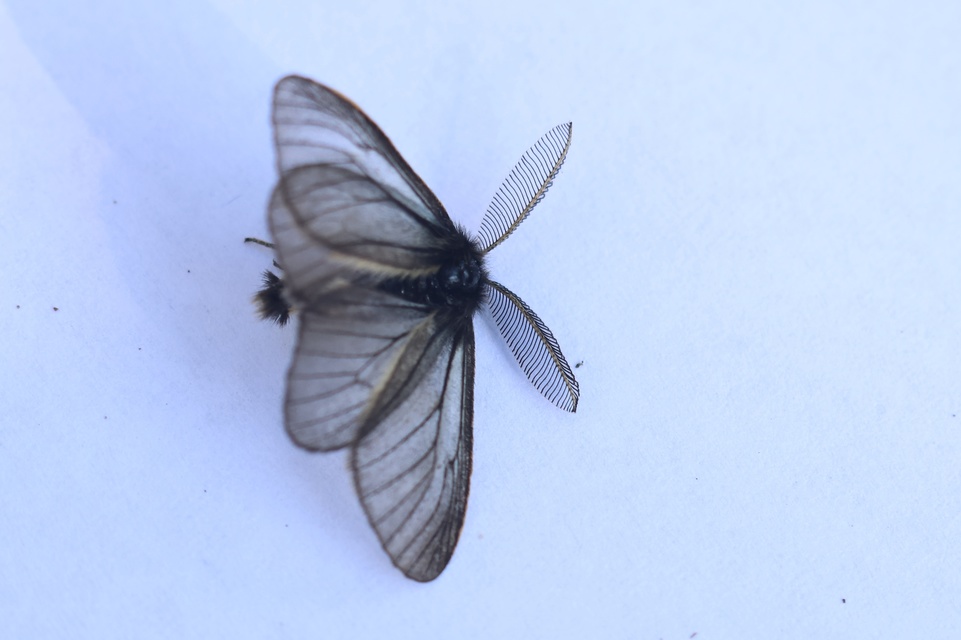 Pentophera morio - réti gyapjaslepke