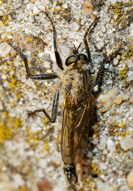 Dysmachus