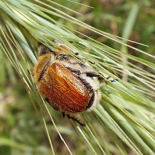 Chaetopteroplia segetum - rozsszipoly