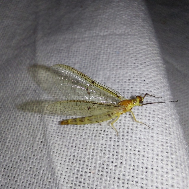 Ephemera lineata