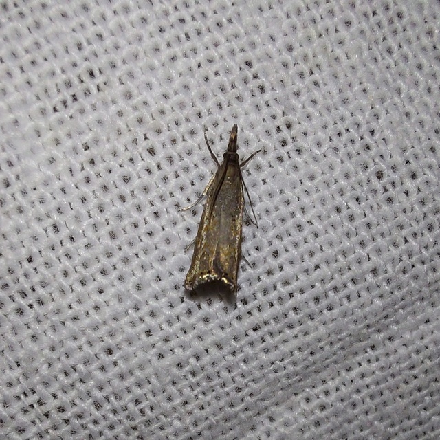 Platytes cerussella - törpe fűgyökérmoly
