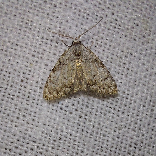 Nola confusalis - apró pamacsosszövő