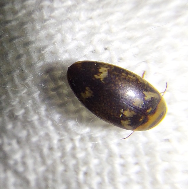 Laccophilus poecilus - tarka bukóbogár
