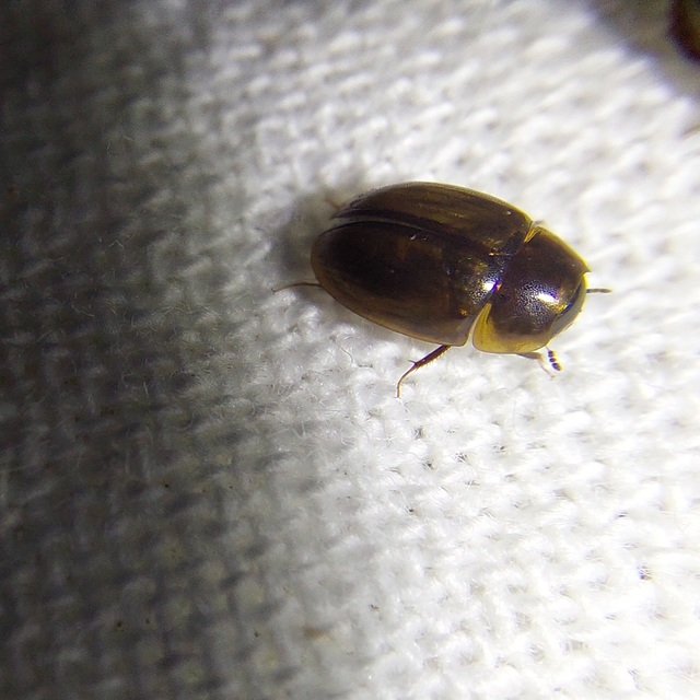 Enochrus