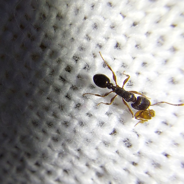 Tetramorium