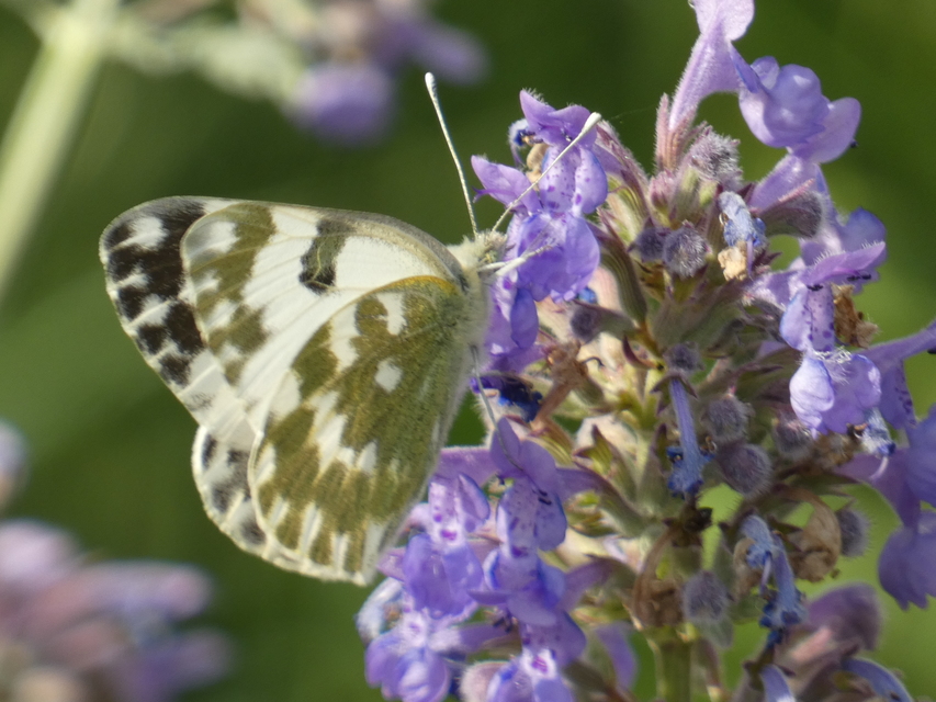 Pontia edusa - rezedalepke