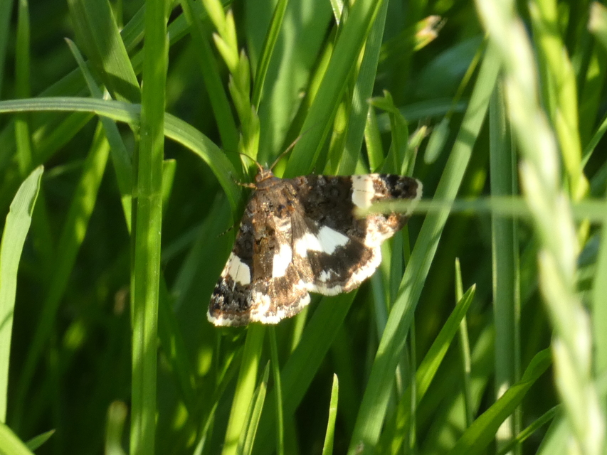 Tyta luctuosa - fekete nappalibagoly
