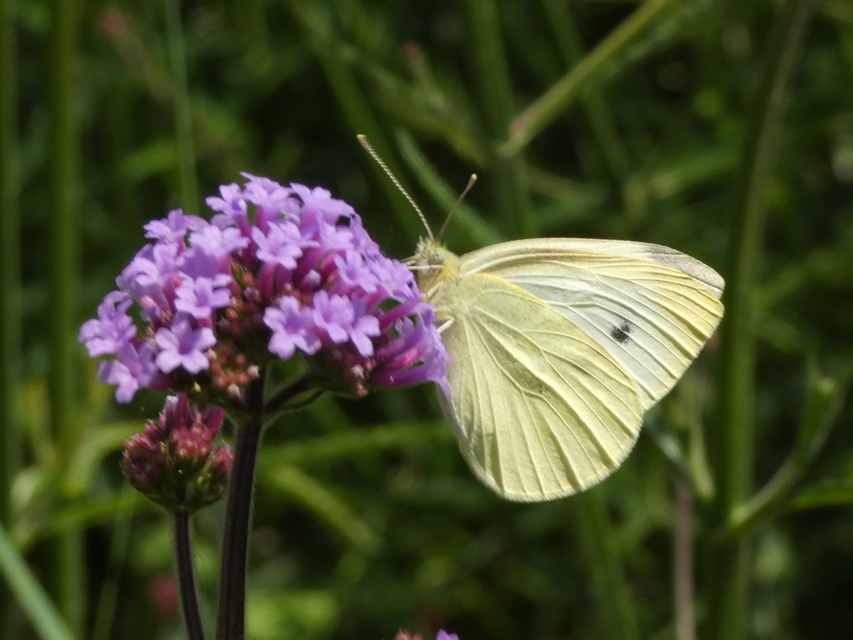 Pieris rapae - répalepke