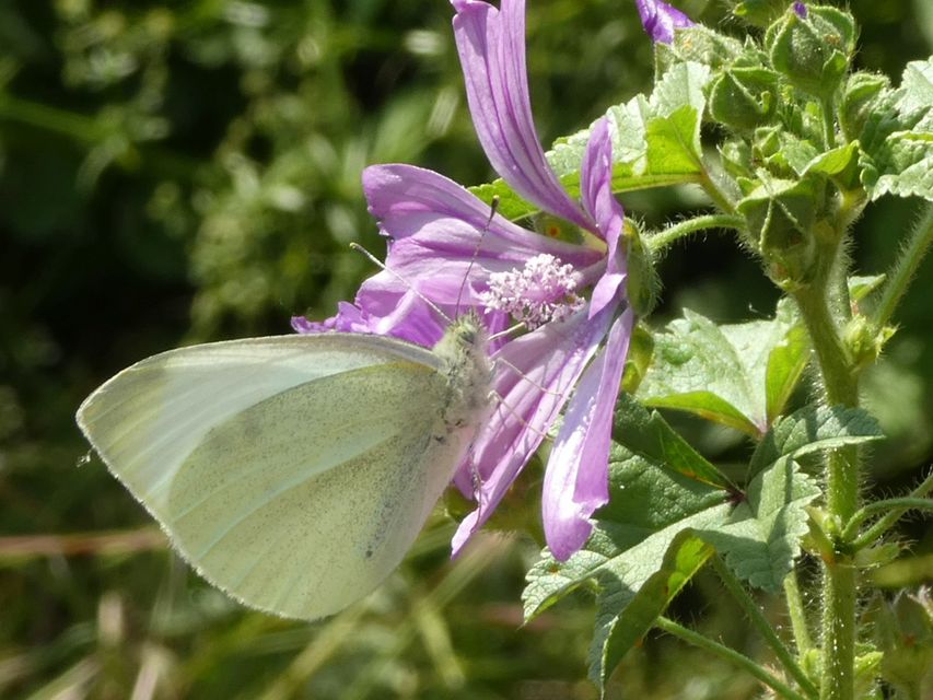 Pieris rapae - répalepke