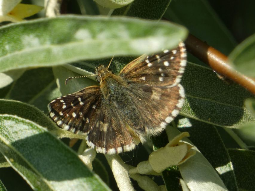 Pyrgus armoricanus - feles busalepke