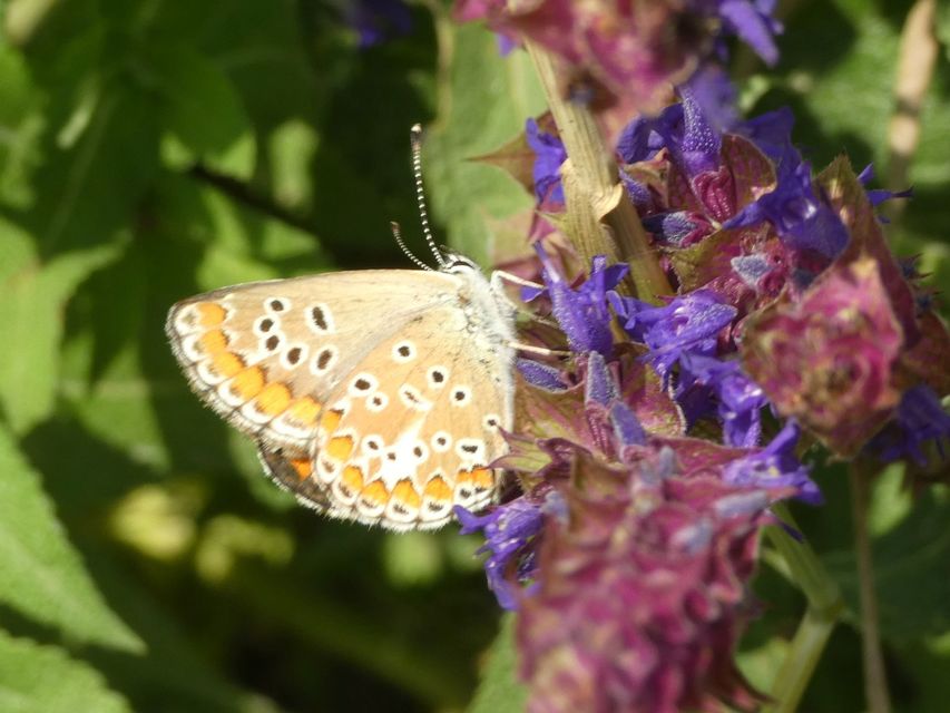 Aricia agestis - szerecsenboglárka