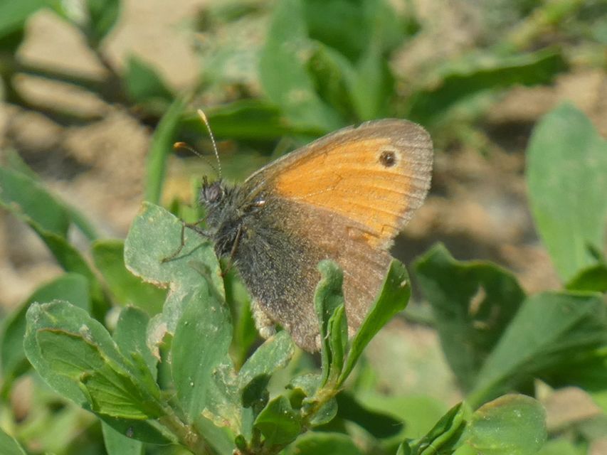 Coenonympha pamphilus - kis szénalepke