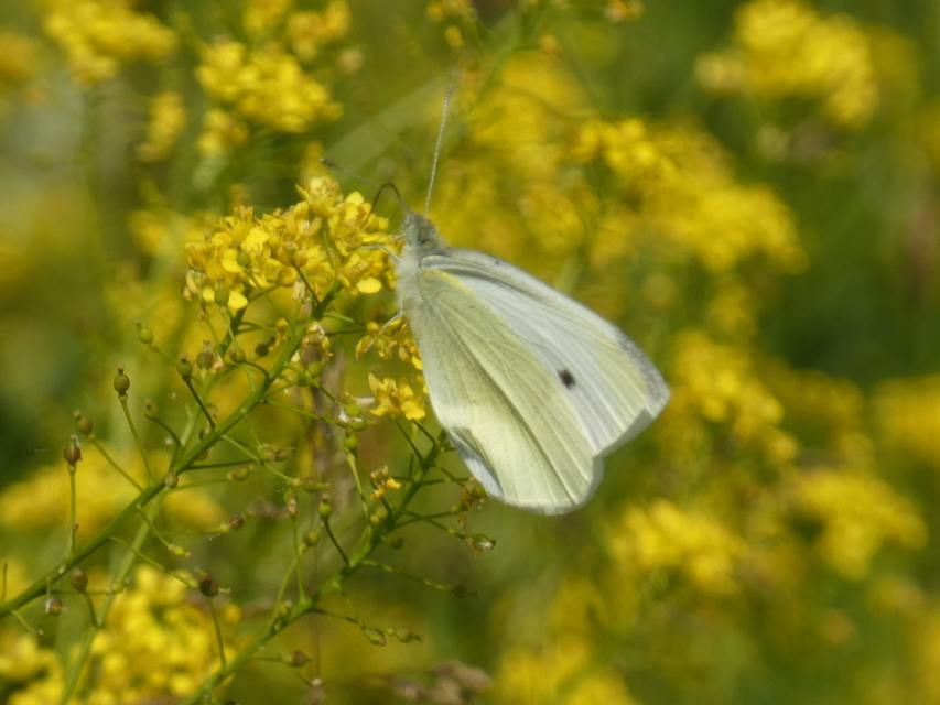 Pieris rapae - répalepke