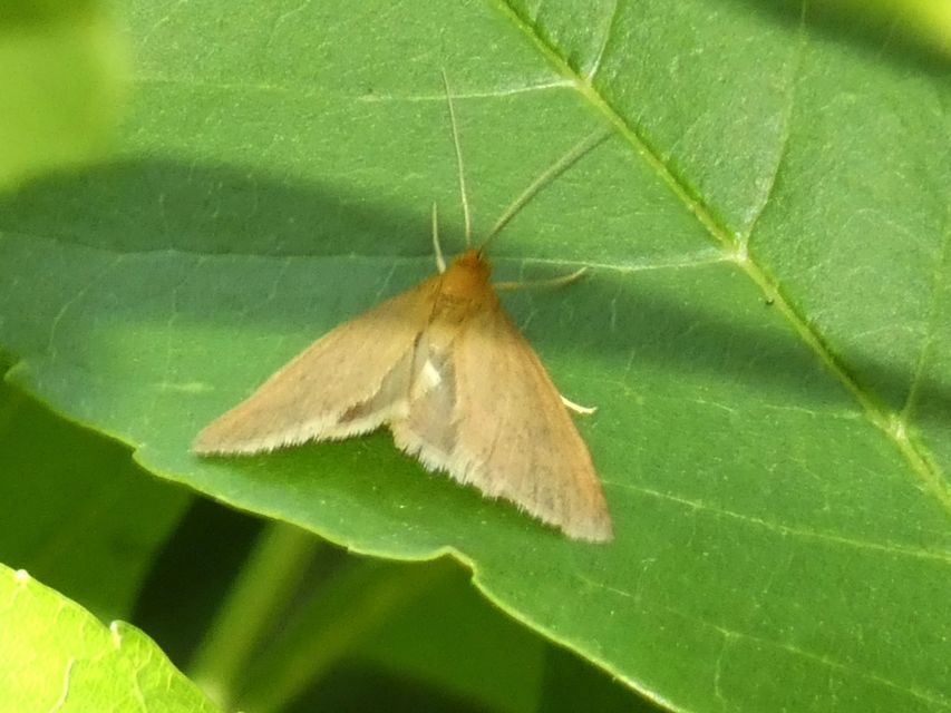 Evergestis aenealis - patinás dudvamoly
