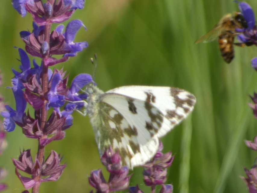 Pontia edusa - rezedalepke