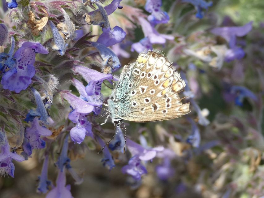 Polyommatus icarus - közönséges boglárka