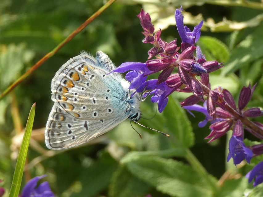 Polyommatus icarus - közönséges boglárka
