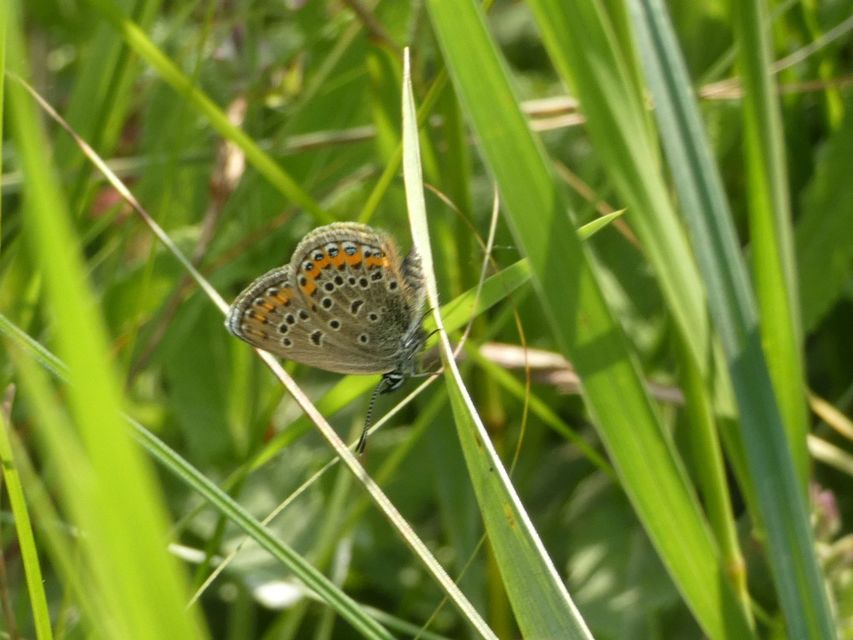 Plebejus argus - ezüstös boglárka