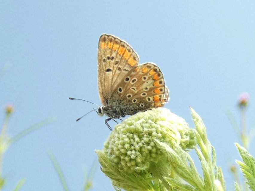 Aricia agestis - szerecsenboglárka