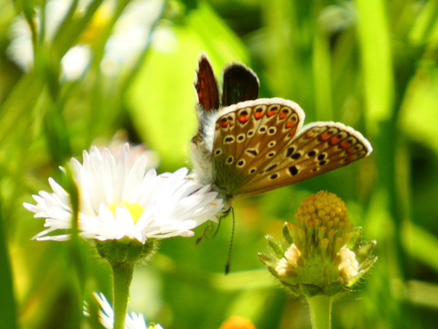 Polyommatus icarus - közönséges boglárka