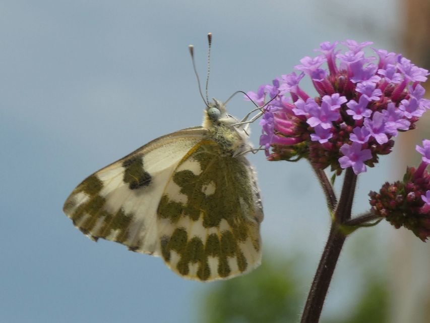 Pontia edusa - rezedalepke