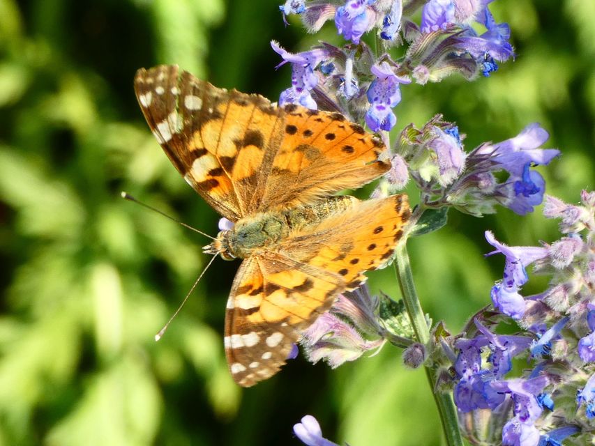 Vanessa cardui - bogáncslepke
