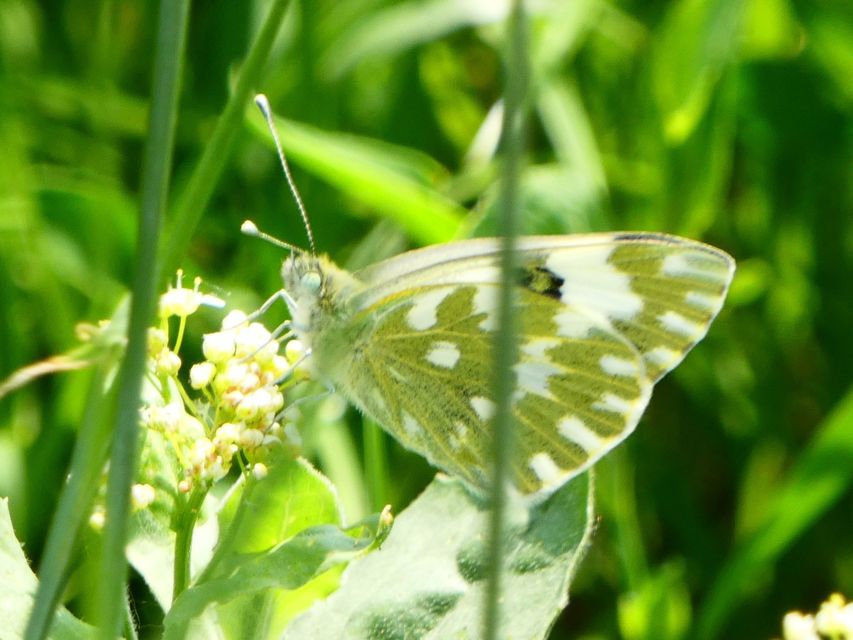 Pontia edusa - rezedalepke