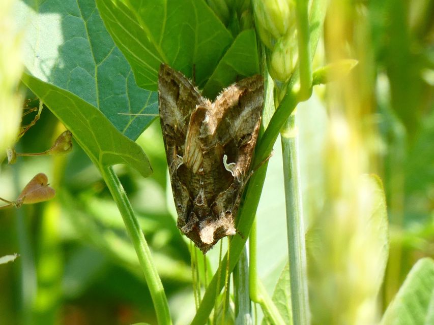 Autographa gamma - gammalepke