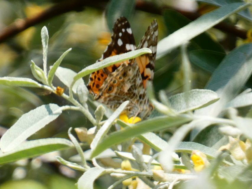Vanessa cardui - bogáncslepke