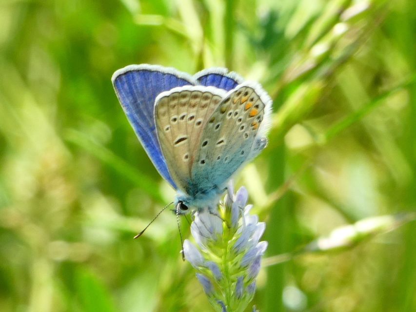 Polyommatus icarus - közönséges boglárka