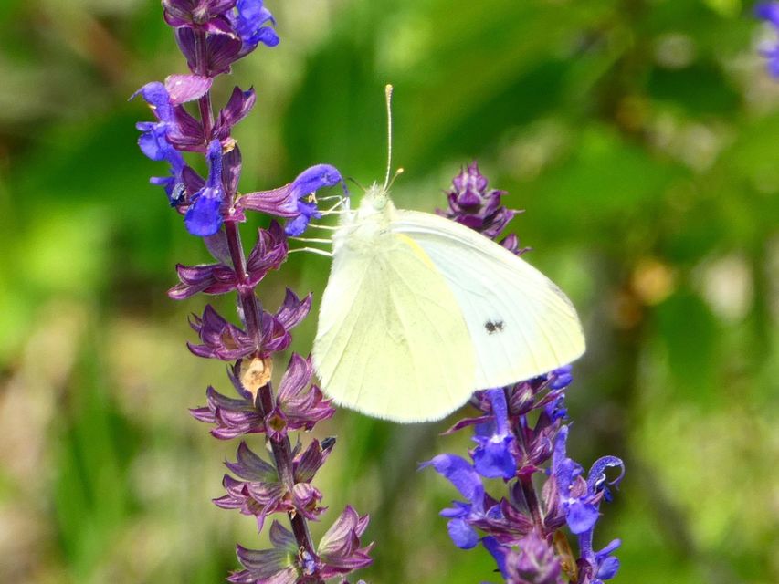 Pieris rapae - répalepke