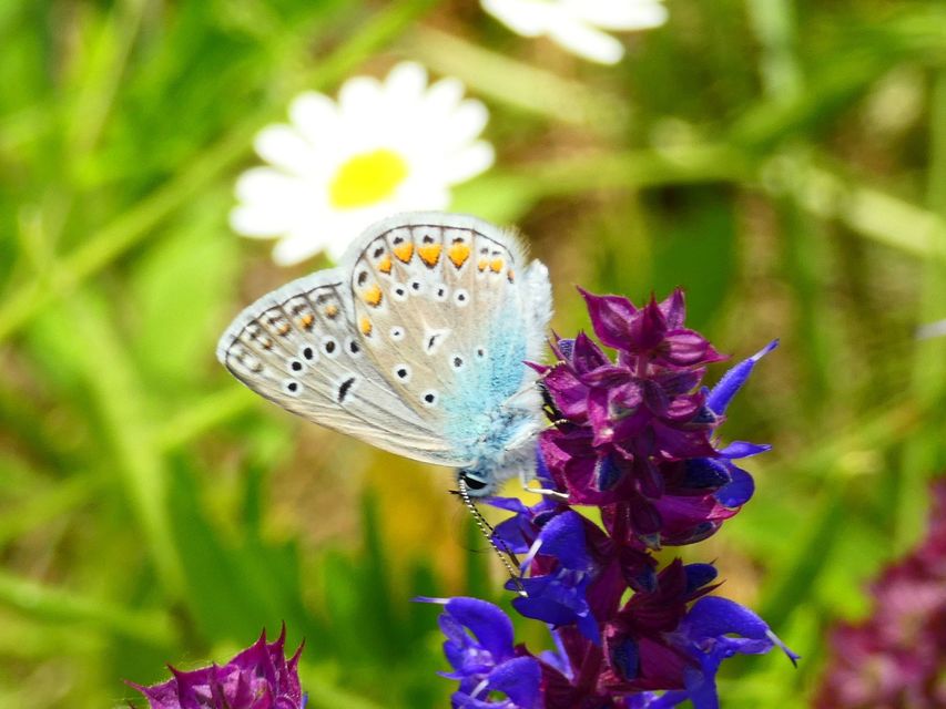 Polyommatus icarus - közönséges boglárka