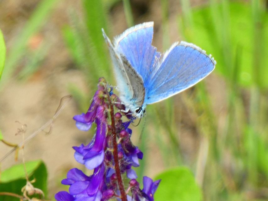 Polyommatus icarus - közönséges boglárka