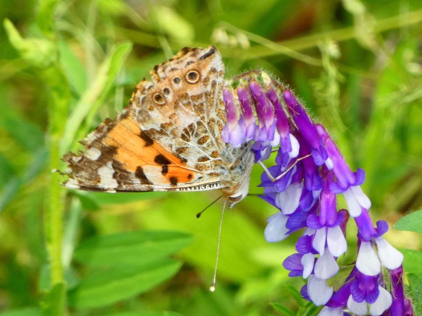 Vanessa cardui - bogáncslepke