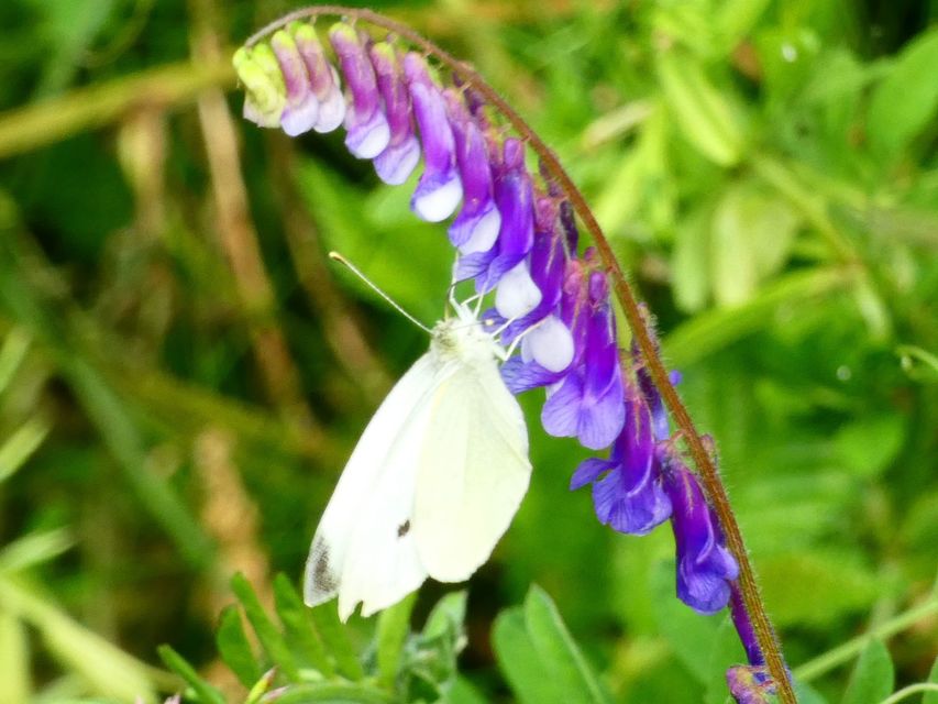 Pieris rapae - répalepke