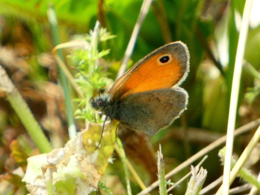 Coenonympha pamphilus - kis szénalepke