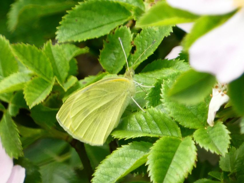 Pieris rapae - répalepke