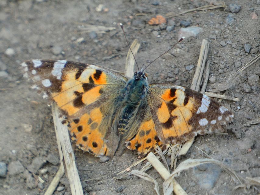 Vanessa cardui - bogáncslepke